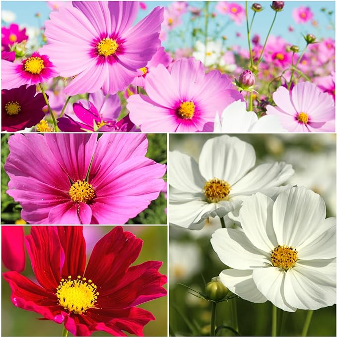 Seed Needs, 5,000+ Cosmos Seeds Sensation Blend Cosmos Seeds for Planting - Multicolored Heirloom & Open Pollinated Wildflowers to Grow a Butterfly Garden - Makes a Great Cut Flower - Bulk