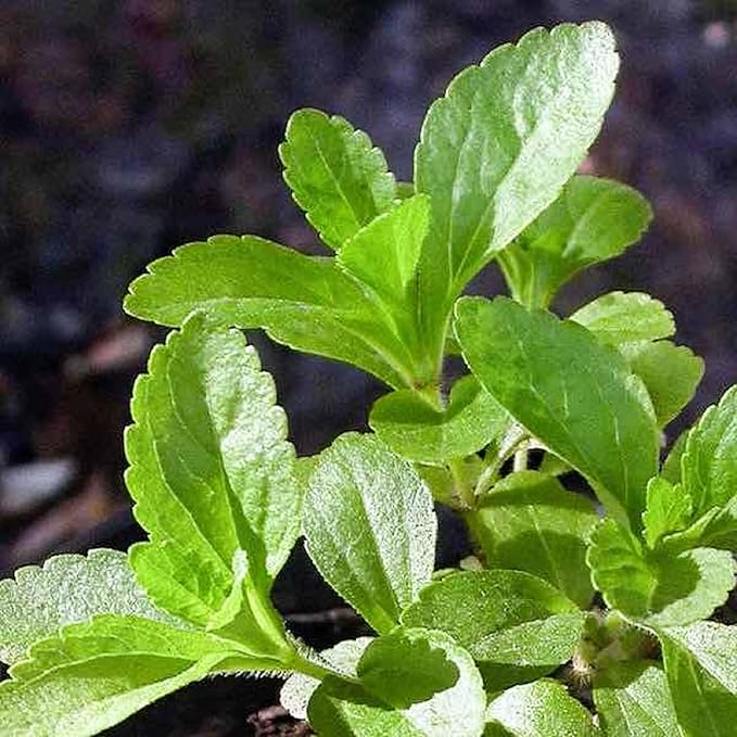 CHUXAY GARDEN Stevia Rebaudiana Seed 200 Seeds Garden Stevia Edible Seasoning Culinary Plants High Yield Flourishing Spectacular Display