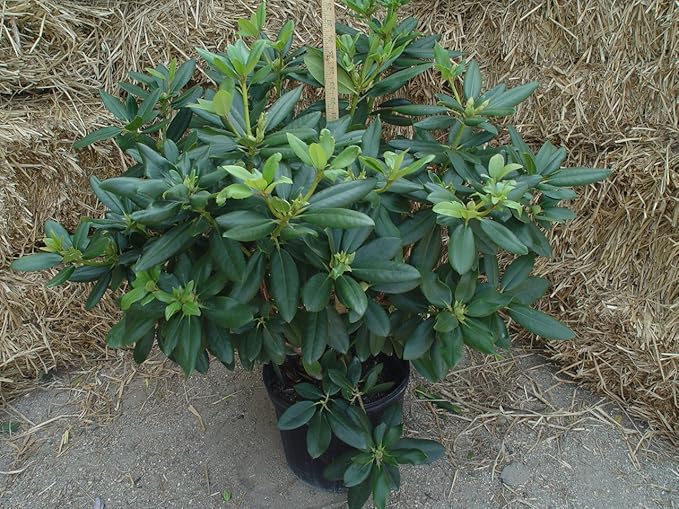 Rhododendron 'Purple Passion' (Rhododendron) Evergreen, purple flowers, #2 - Size Container