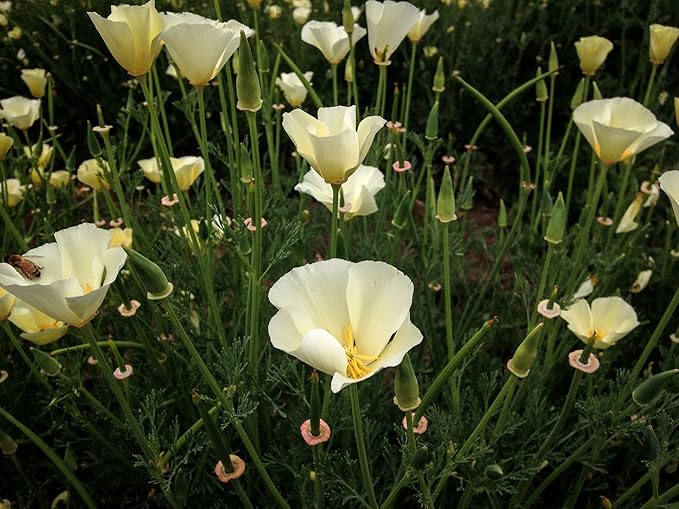 Plant Good Seed White Linen California Poppy Seeds - Pack of 200, Heirloom Seeds for Planting Flowers - Gardening Supplies, Herb Garden, Wildflower, Flower Seeds to Plant Outside - from USA