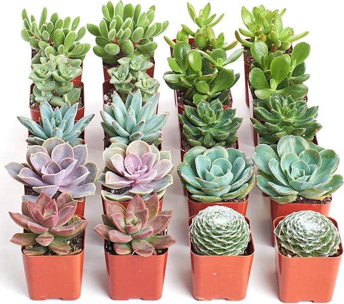 Shop Succulents Assorted Succulent Plant Pack Bulk Collection - Live Mini Succulent Plants, Low Maintenance, Mixture of Colors & Textures - Wedding and Party Favors, Gift & Garden, Pack of 20