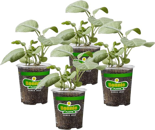 Bonnie Plants Garden Sage Live Herb Plants - 4 Pack, Easy To Grow, Non-GMO, Perennial In Zones 5 to 8, Key Ingredient Of Poultry Seasoning & Turkey Stuffing