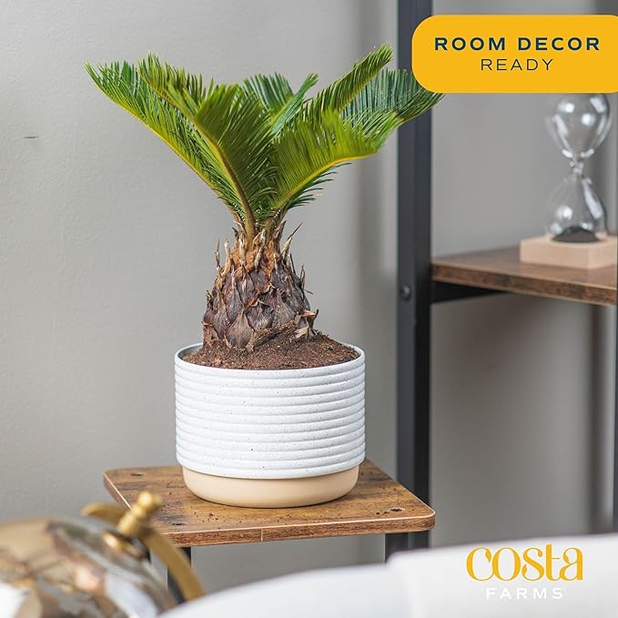 Costa Farms Live Sago Palm, Easy to Grow Live Indoor Plant, Houseplant in Ceramic Plant Pot, Home and Room Decor, 1 Foot Tall
