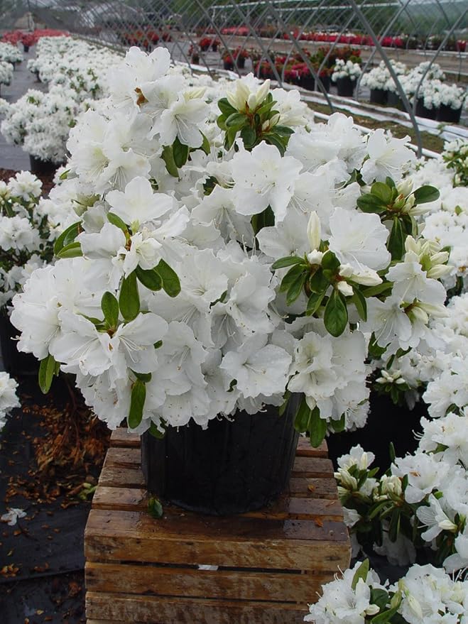 Azalea 'Delaware Valley White' (Azalea) Shrub, white flowers, #3 - Size Container