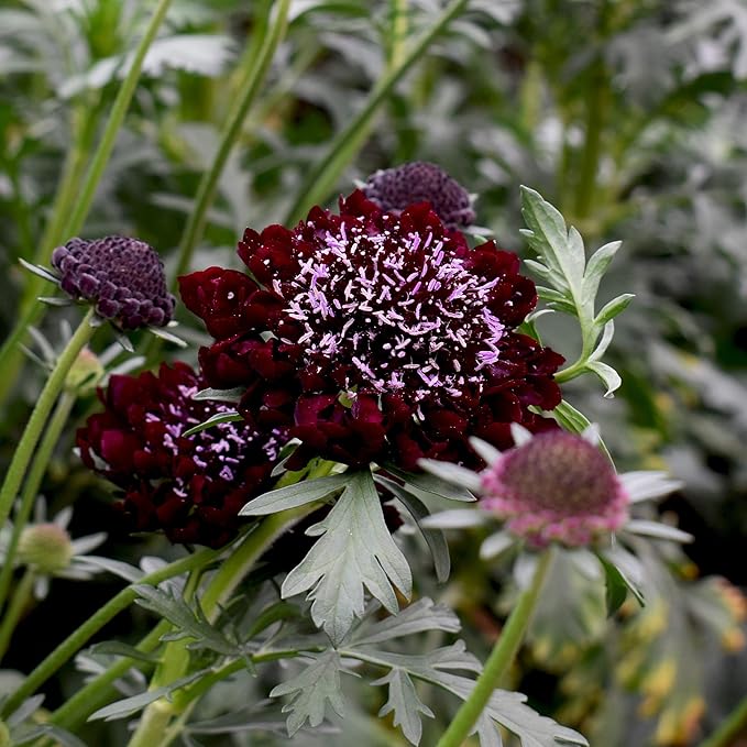 Outsidepride 200 Seeds Perennial Purple Scabiosa Pincushion Flower Seeds for Planting