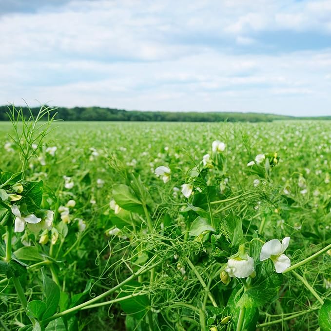 Outsidepride Dundale Spring Field Peas Seeds - 5 lbs. Annual, High-Protein Legume & Cover Crop Seeds for Forage, Food Plot, Gardens & Pastures - Ideal for Improving Soil Health, & Erosion Control