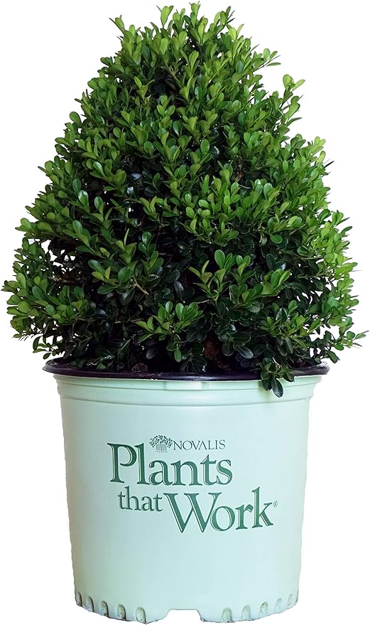 Plants That Work - Buxus 'Cranberry Creek' (Boxwood) Evergreen, , 3 - Size Container