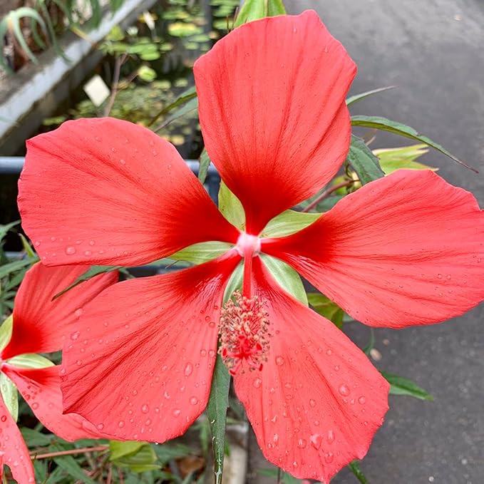 Texas Star Hibiscus Seeds Hibiscus Coccineus Tolerate Wet Soil Attract Pollinators Large Showy Flowers Patio Garden Outdoor 15Pcs Flower Seeds by YEGAOL Garden