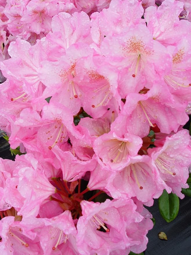 Rhododendron 'Scintillation' (Rhododendron) Evergreen, soft pink, #2 - Size Container