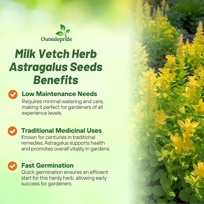 Outsidepride 100 Seeds Perennial Astragalus Milk Vetch Herb Garden Seeds for Planting