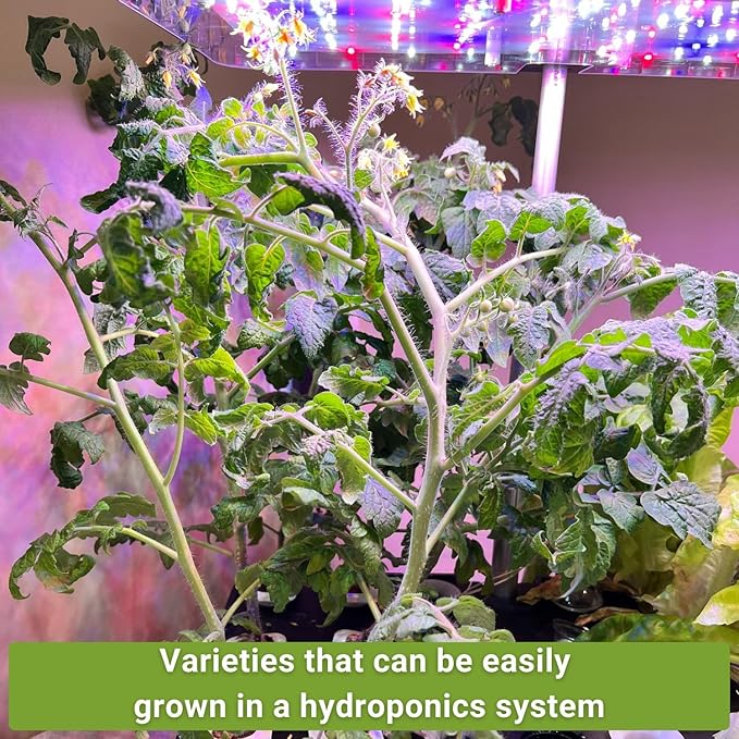 Sow Right Seeds - Hydroponic Vegetable Seeds for Planting - Lettuce, Kale, Arugula, Pak Choi, Watercress & Cherry Tomato Seeds for Planting and Growing Hydroponics - Perfect for Indoor Growing System