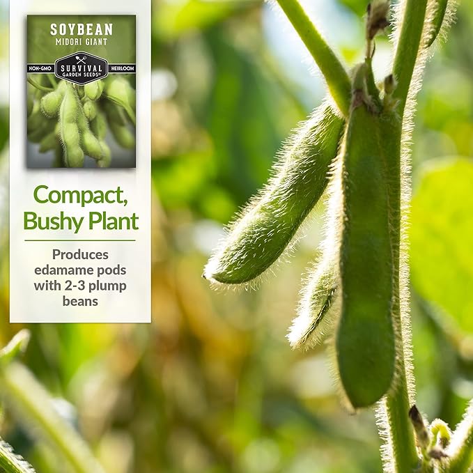 Survival Garden Seeds - Midori Giant Soybean Seed for Planting - 2 Packs with Instructions to Plant and Grow Protein-Rich Edamame Pods in Your Home Vegetable Garden - Non-GMO Heirloom Variety