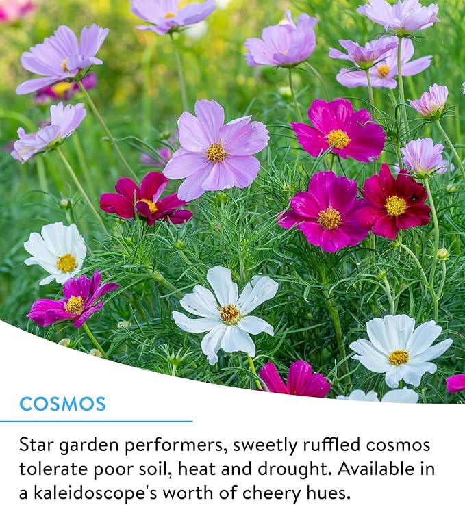 Burpee Wildflower 25,000 Bulk, 1 Bag 18 Varieties of Non-GMO Flower Seeds for Hummingbirds and Butterflies