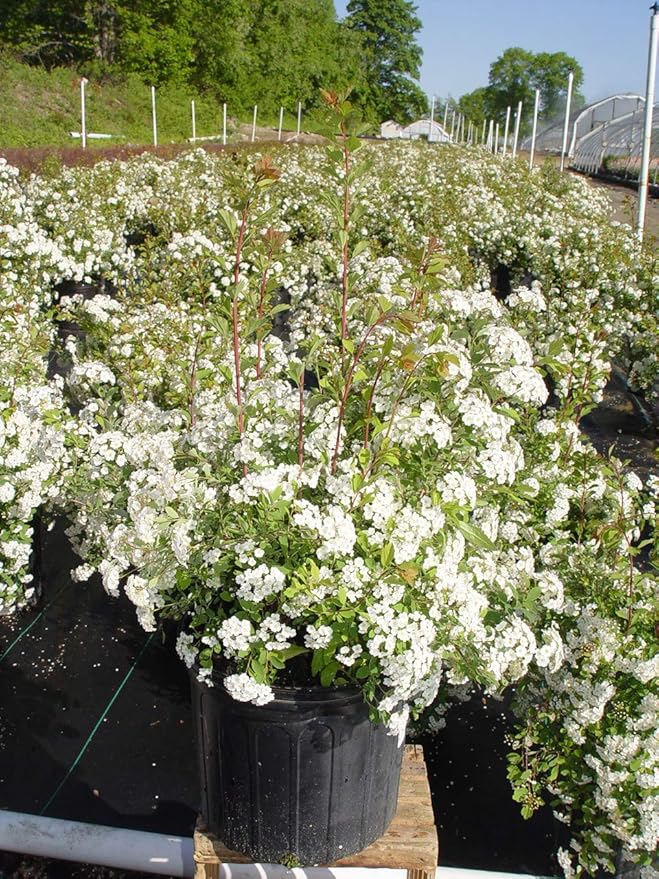 Spiraea vanhouttei 'Renaissance' (Spirea) Shrub, #3 - Size Container