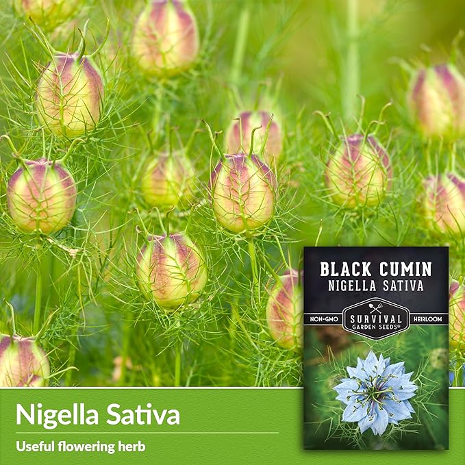 Black Cumin Seed for Planting - 3 Packets with Instructions to Plant and Grow Beneficial Nigella Sativa Plants in Your Home Vegetable Garden - Non-GMO Heirloom Variety - Survival Garden Seeds