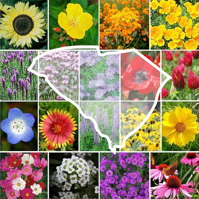 Eden Brothers South Carolina Wildflower Mixed Seeds for Planting, 1/4 lb, 120,000+ Seeds with WallFlower, Primrose | Attracts Pollinators, Plant in Spring or Fall, Zones