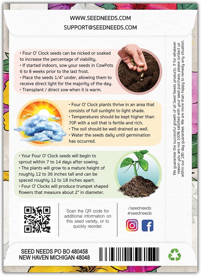Seed Needs, Mixed Four O Clock Seeds - 60 Heirloom Seeds for Planting Mirabilis Jalapa - Attracts Hummingbirds, Butterflies & Other Pollinators (1 Small Pack)