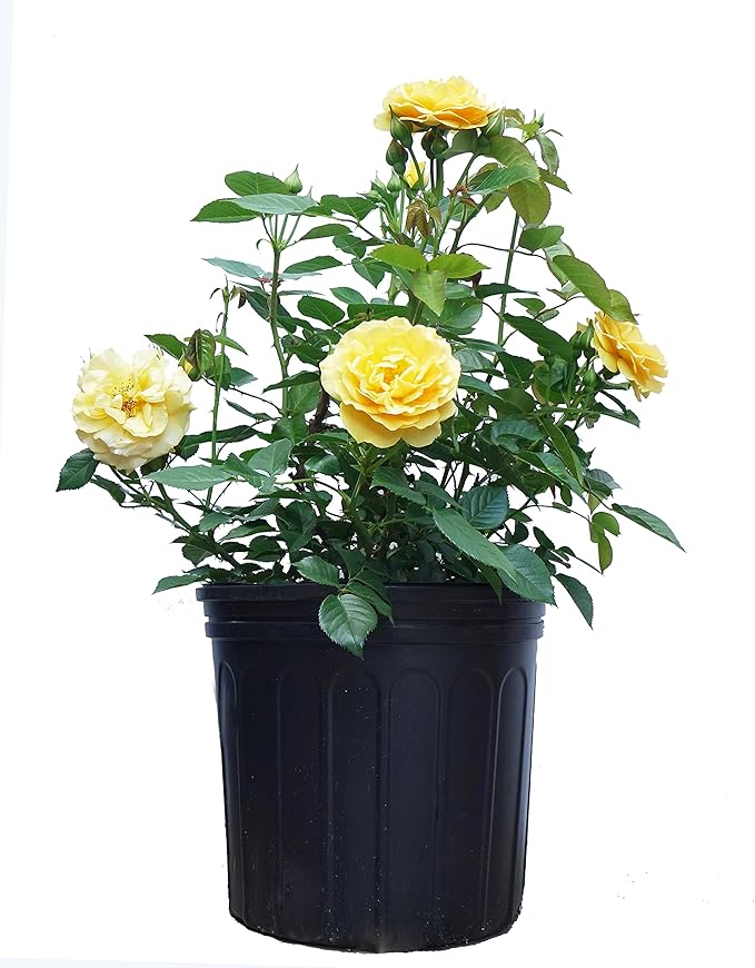 Rosa Julia Child (Floribunda Rose) Rose, yellow flowers, #3 - Size Container