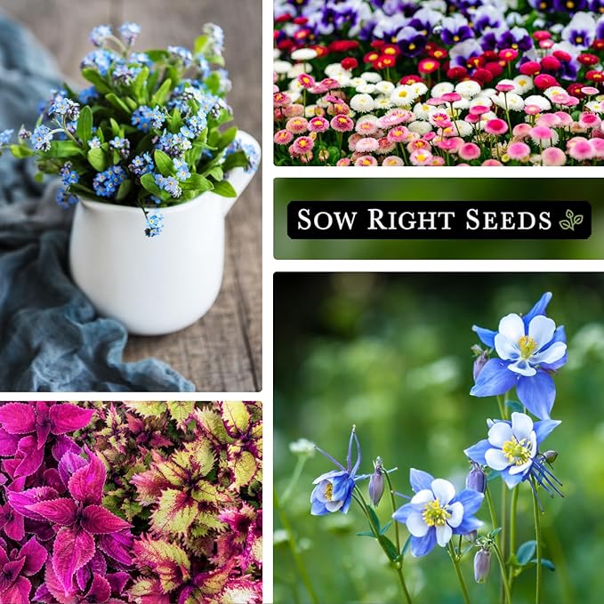 Sow Right Seeds - Part Shade Flower Seed Collection for Planting - 5 Packets Blue Columbine, Violet, English Daisy, Forget-me-not, and Rainbow Coleus - Non-GMO Heirloom to Grow in Low Sun Areas