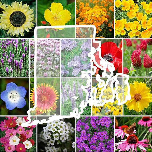 Eden Brothers Rhode Island Wildflower Mixed Seeds for Planting, 1 oz, 30,000+ Seeds with WallFlower, Sunflower | Attracts Pollinators, Plant in Spring or Fall, Zones