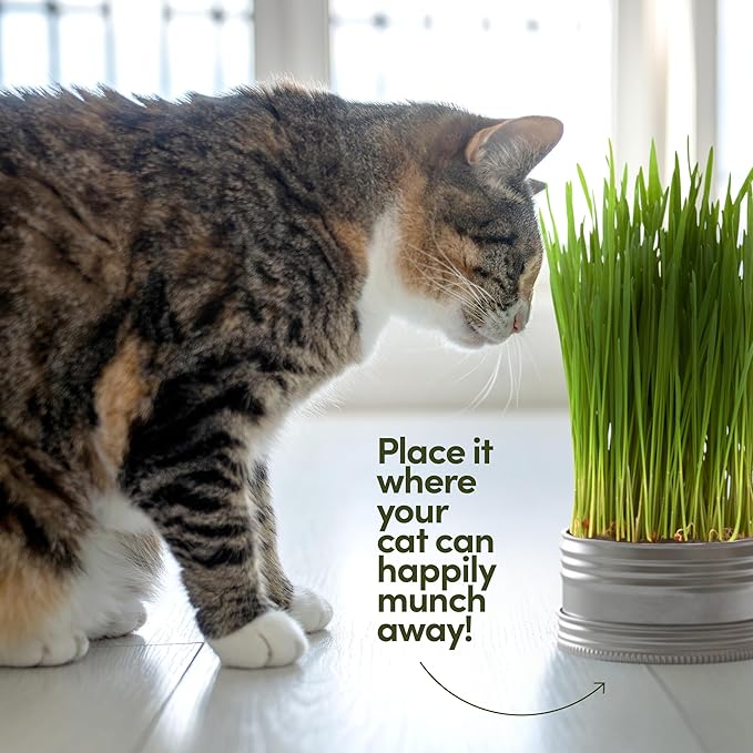 Grow Your Own Cat Grass for Indoor Cats Kit - 3 Complete Growing Kits - Plant Seeds, Pets Health Supplies Stuff - Gift for Pet Lover