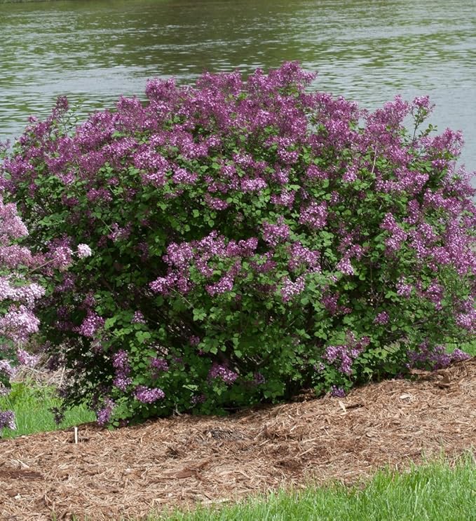 Proven Winners - Syringa x Bloomerang Dark Purple (Reblooming Lilac) Shrub, dark purple flowers, #2 - Size Container