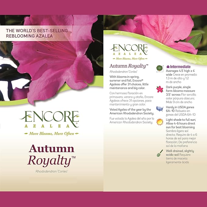 2 Gal. Autumn Royalty Shrub