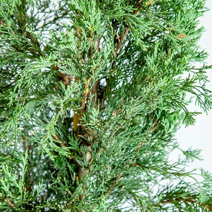 PERFECT PLANTS Italian Cypress Live Plant, 2-3', Includes Care Guide
