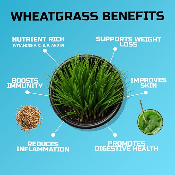 Wheatgrass Seeds | Non GMO | Grown in USA Wheat Grass Seeds | from Our Farm to Your Table (1 Pound)