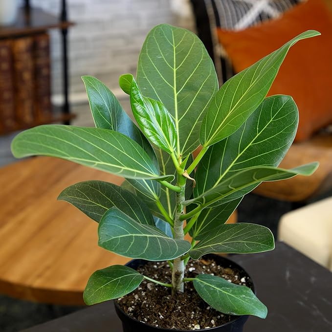 Audrey Ficus Tree Live Plant (Approx. 16" Tall) in 6 Inch Pot, Air Purifying Plant, Easy Plant Decor, Ficus Audrey Plant Live Indoor Plant, House Plant, Desk Plant & Office Plant by Plants for Pets