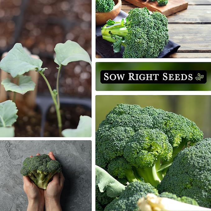 Sow Right Seeds - Waltham 29 Broccoli Seeds for Planting - Non-GMO Heirloom Packet with Instructions to Plant an Outdoor Home Vegetable Garden - Grow Your Own Fresh Green Broccoli - Great Gift (2)