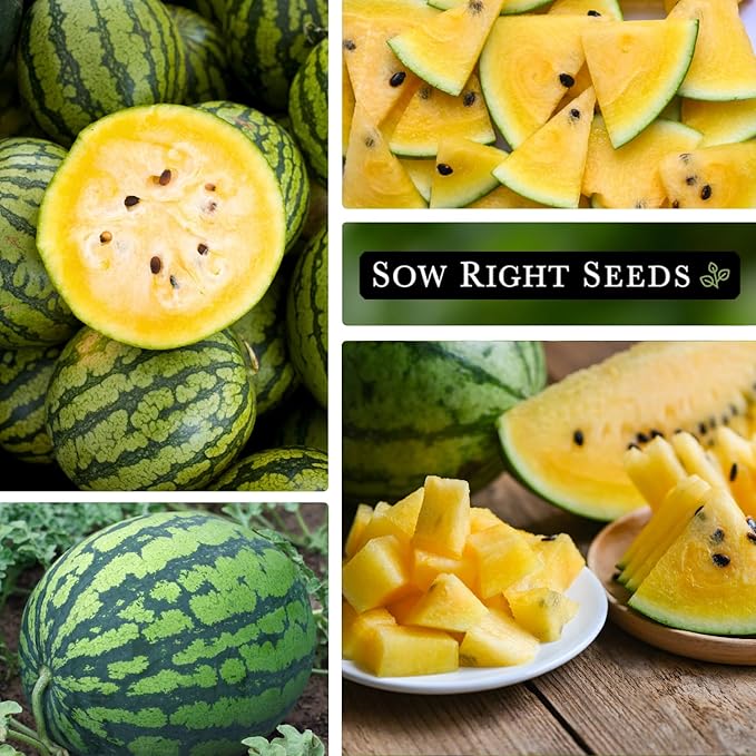 Sow Right Seeds - Yellow Crimson Sweet Watermelon Seed for Planting - Non-GMO Heirloom Packet with Instructions to Plant a Home Vegetable Garden - Rare Yellow Flesh Melon with Sweet Flavor (1)