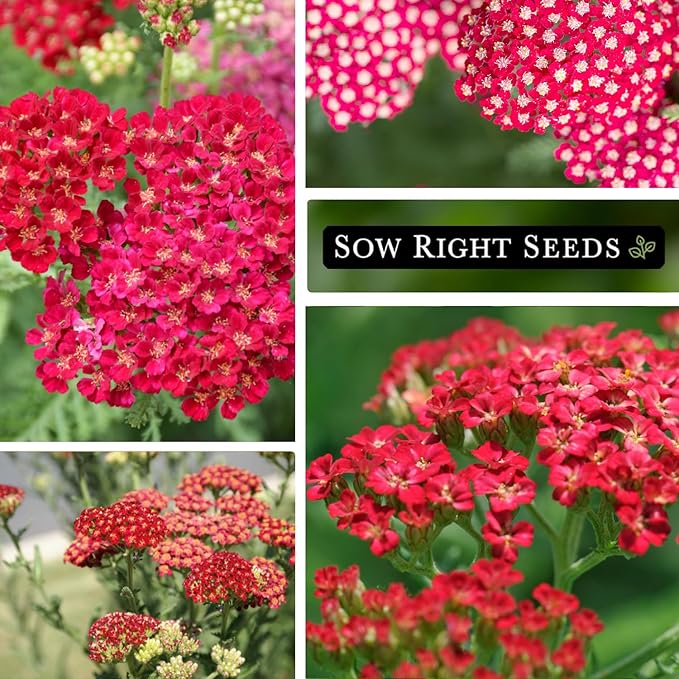 Sow Right Seeds - Achillea Yarrow Red Seeds for Planting - Flowering Herb to Plant in Your Home Garden - Non-GMO Heirloom Packet with Instructions - Favorite Perennial to Attract Pollinators