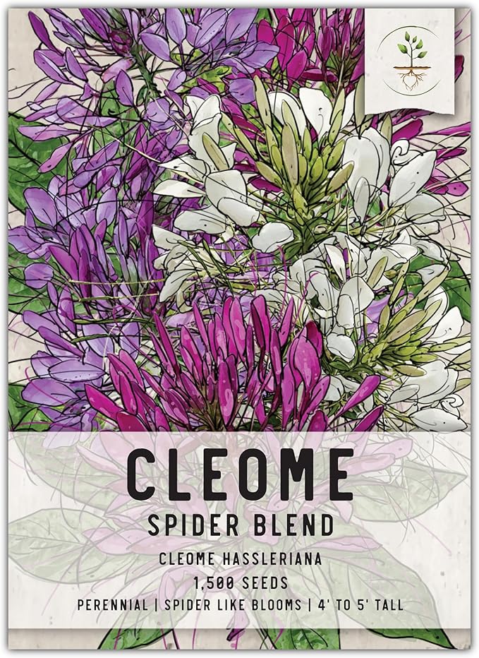 Seed Needs, Cleome Seeds - 1,500 Heirloom Seeds for Planting Cleome hassleriana - Spider Blend Attracts Butterflies, Bumblebees & Other Pollinators (1 Pack)