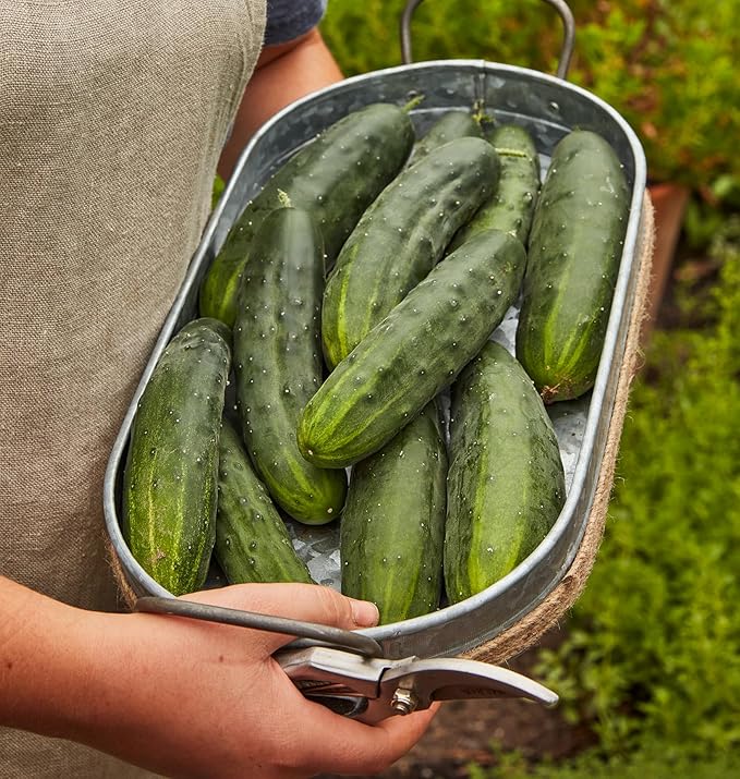 Burpee 'Marketmore 76' Slicing Cucumber Seeds, 125 Non-GMO seeds, Heirloom