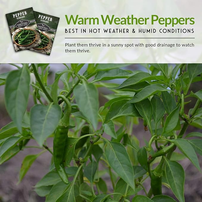 Survival Garden Seeds - Serrano Pepper Seed for Planting - 3 Packs with Instructions to Plant and Grow Spicy Mexican Peppers in Your Home Vegetable Garden - Non-GMO Heirloom Variety