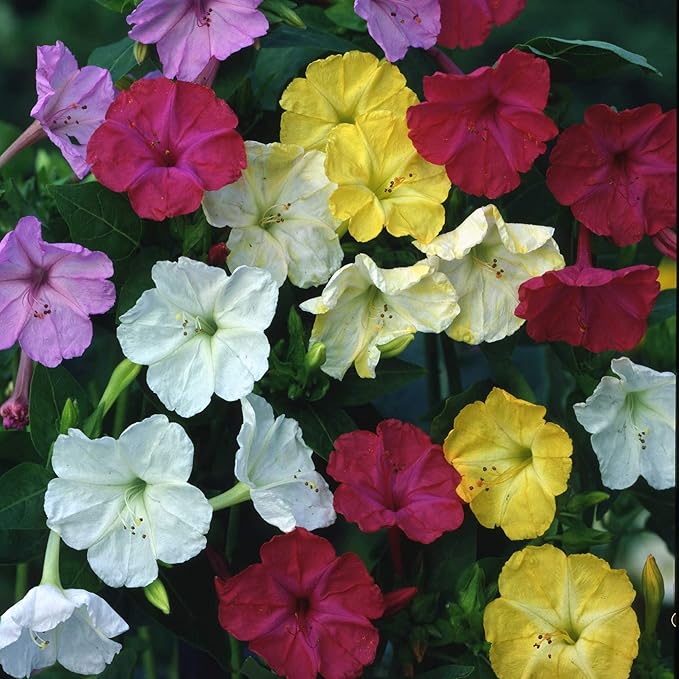 Outsidepride 1 lb. Perennial Mirabilis Jalapa Four O' Clock Flower Seed Mix for Planting