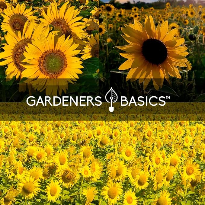 Gardeners Basics, Sunflower Seeds for Planting Flowers (5 Pack Mix) - Velvet Queen, Dwarf Sunspot, Lemon Queen, Giant and Mammoth Bulk Mix of Regular Sunflower Seeds for Outdoor Flower Garden