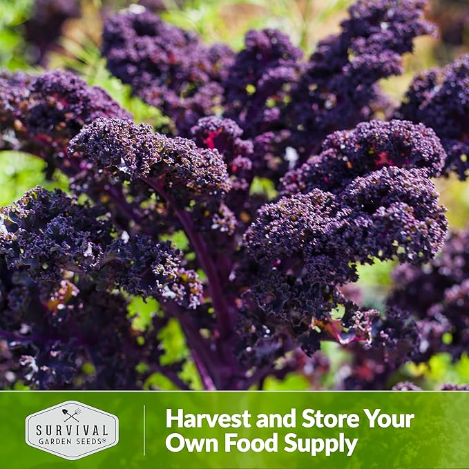 Scarlet Kale Seeds for Planting - 5 Packets with Instructions to Plant Edible & Ornamental Kale Vegetables in Your Home Food Garden - Non-GMO Heirloom Variety - Survival Garden Seeds
