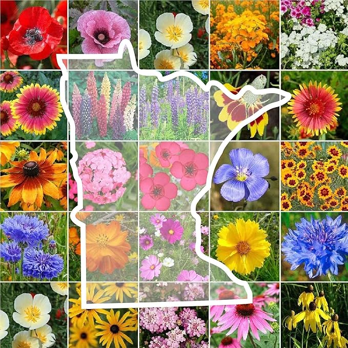 Eden Brothers Minnesota Wildflower Mixed Seeds for Planting, 1 lb, 480,000+ Seeds with Cornflower, Blanket Flower | Attracts Pollinators, Plant in Spring or Fall, Zones