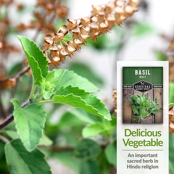 Survival Garden Seeds - Holy Basil Seed for Planting - Packet with Instructions to Plant and Grow The Indian Sacred Herb Tulsi in Your Home Vegetable Garden - Non-GMO Heirloom Variety - Indian Herb