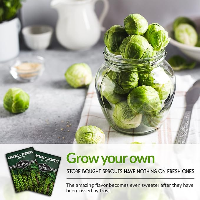 Survival Garden Seeds - Catskill Brussels Sprouts Seed for Planting - 2 Packs with Instructions to Plant and Grow Tasty Cruciferous Vegetables in Your Home Vegetable Garden - Non-GMO Heirloom Variety