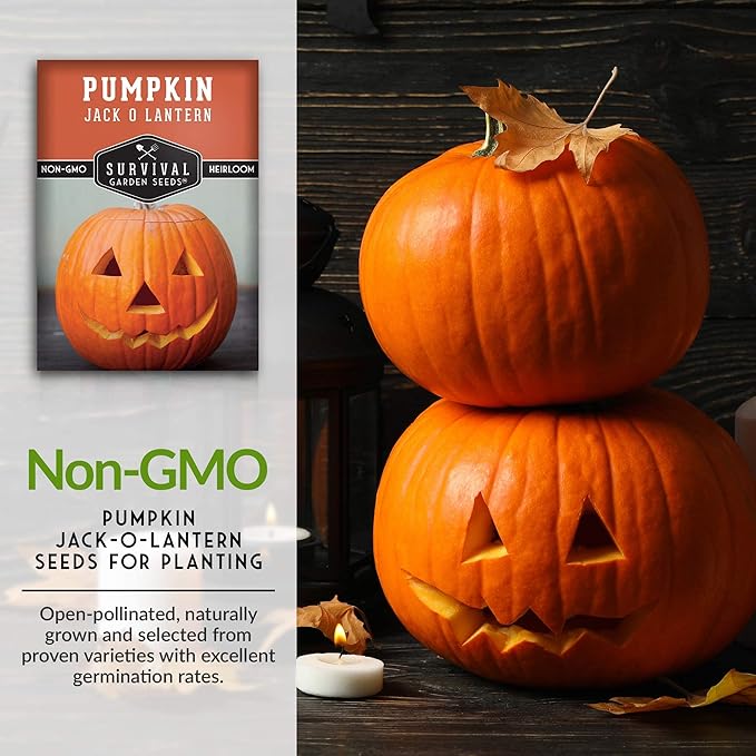 Survival Garden Seeds - Jack-O-Lantern Pumpkin Seed for Planting - 3 Packs with Instructions to Plant and Grow Orange Carving Pumpkins in Your Home Vegetable Garden - Non-GMO Heirloom Variety