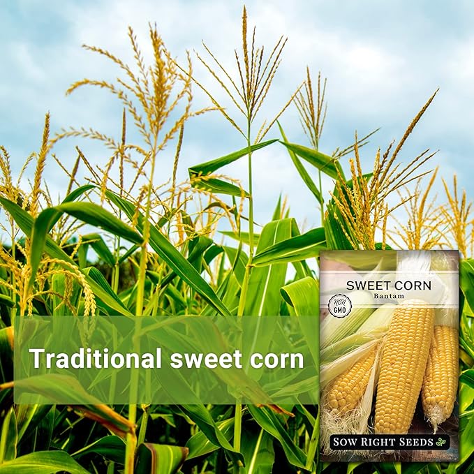 Sow Right Seeds - Bantam Sweet Corn Seed for Planting - Non-GMO Heirloom Packet with Instructions to Plant a Home Vegetable Garden - Grow Sweet Yellow Corn on The Cob - Tall Variety (1)