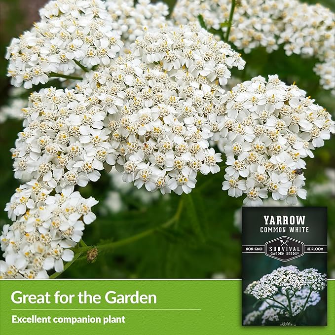 Survival Garden Seeds White Yarrow Seeds for Planting - 5 Packets with Instructions to Plant & Grow Beneficial Flowering Herbs in Your Home Vegetable Garden - Non-GMO Heirloom Variety