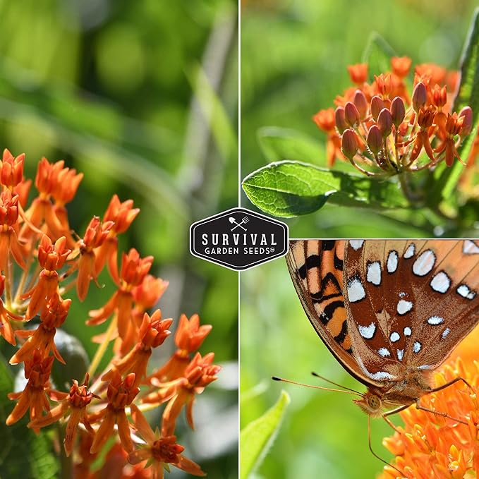 Butterfly Milkweed Seeds for Planting - 2 Packs with Instructions to Grow Asclepias Tuberosa - Attract Butterflies & Help Conservation - Non-GMO Heirloom Open-Pollinated - Survival Garden Seeds