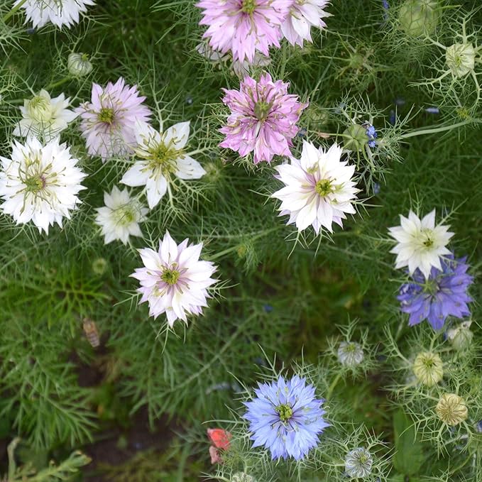 Outsidepride 1000 Seeds Annual Nigella Love-in-a-Mist Jewels Flower Seed Mix for Planting