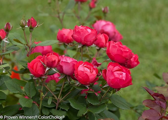 Proven Winners - Rosa OSO EASY Double Red (Landcape Rose) Rose, red flowers, #2 - Size Container