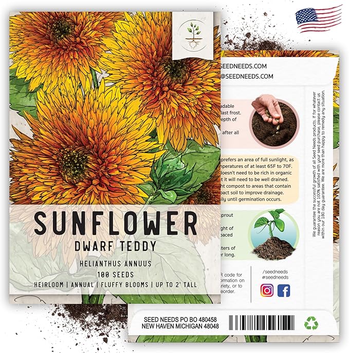 Seed Needs, Dwarf Teddy Sunflower Seeds - 100 Heirloom Seeds for Planting Helianthus annuus - Double Petaled Blooms, Attracts Pollinators/Butterflies (5 Packs)
