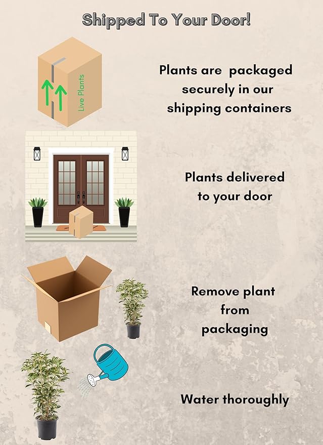 Shrub Tea Olive Osmanthus 2.25 Gal, White Blooms